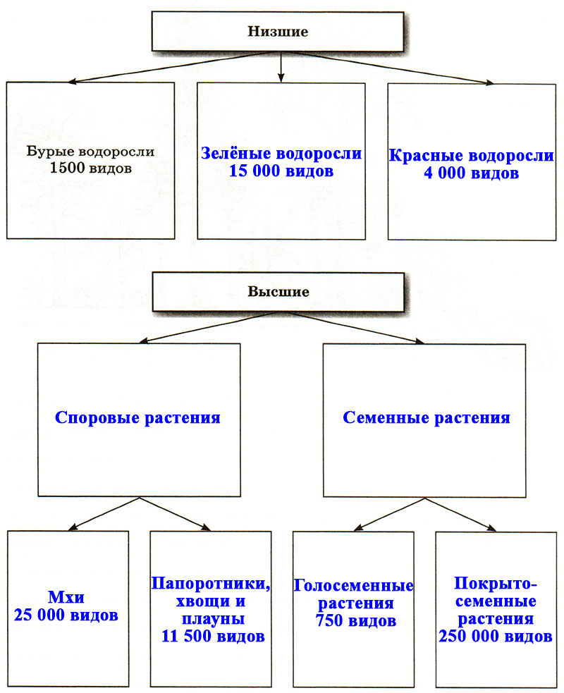 Схема многообразие растений