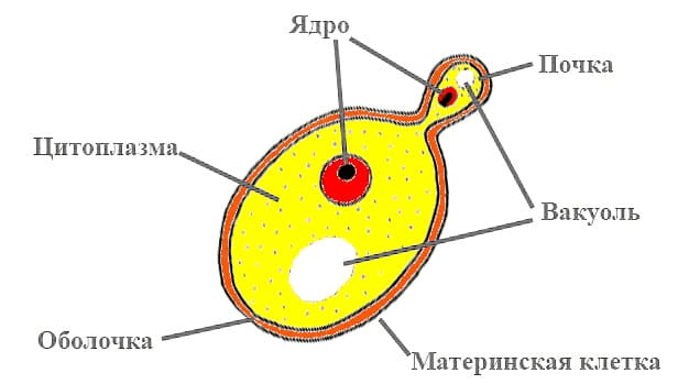 Решение рисунок 1